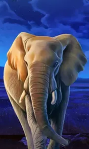 African Elephant